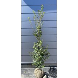 八つ手 ヤツデ 株立ち 約80cm 現品発送 特大苗木 大苗 八手 八角金盤