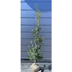 シマトネリコ 10本株立ち 約2.1m 現品発送 豪華株 特大株 植木苗木大苗