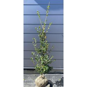 サザンカ　山茶花　盆栽　13号　特大❗ サザンカ 山茶花 盆栽 13号 特大❗ サザンカ 山茶花 盆栽 13号 特大