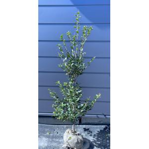 姫榊 ヒサカキ 株立ち 約2m 現品販売 特大株 植木 苗木 大苗 榊の木