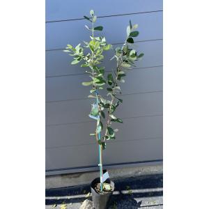 フェイジョア 株立ち 約2.1m 現品発送 特大株 植木 苗木 大苗 フェイジョア 株立ち 約2.1m 現品発送 特大株 植木 苗木 大苗