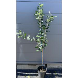 フェイジョア 株立ち 約1.7m 規格販売 植木 苗木 大苗 お買い得な