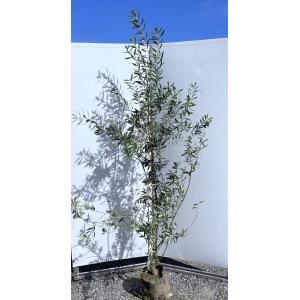月桂樹 ローリエ 約1.9m 特大株 大株植木苗木 ゲッケイジュ 月桂樹 ローリエ 約1.9m 特大株 大株植木苗木 ゲッケイジュ