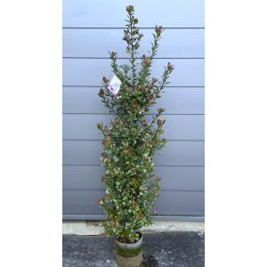 姫シャリンバイ 約1.5m 特大株 植木苗木 大苗 規格販売 お買い得な