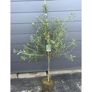 鉢植えオリーブの木 フラントイオ 約2m 現品発送 超特大株 大 鉢植えオリーブの木 フラントイオ 約2m 現品発送 超特大株 大