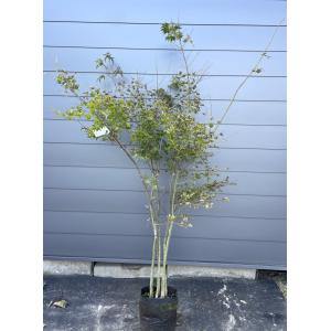 イロハモミジ　株立ち【品番3260】 イロハモミジ/株立ち【品番3260】