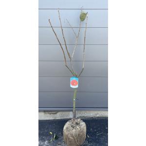 富有柿の木 約2m 特大株 植木苗木 ジャンボ甘柿 お買い得なおまかせ