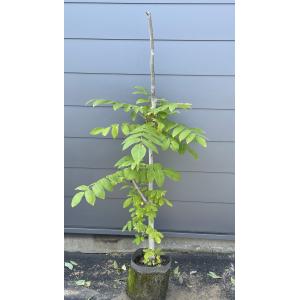 鬼クルミの木 約100cm 現品発送 特大植木苗木 大苗 果樹 オニグルミ