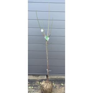 種苗登録梅の木 露茜 約2.1m 現品発送 特大株 つゆあかね梅 苗木 大苗