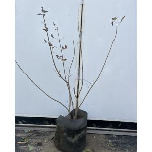 アオダモ 10本株立ち 約1.9m 現品発送 特大株 植木苗木 落葉樹