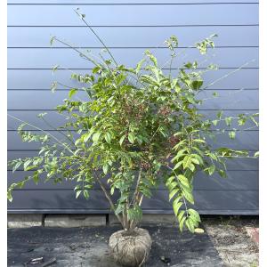 マユミ 約1.9m 現品発送 特大株 植木 苗木 大苗 ピンクのツリバナ