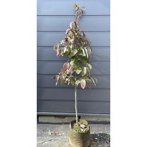 班入り赤花ハナミズキ チェロキーサンセット 約2m 株立ち 現品発送