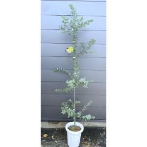 ミモザアカシア 約1.5m 特大植木苗木 ギンヨウアカシア 銀葉