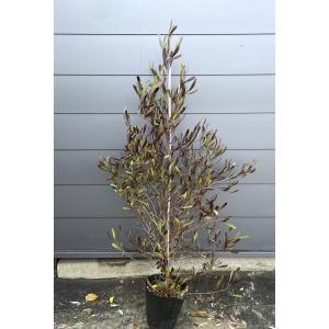 ポップブッシュ プルプレア 約1.5m 特大植木苗木 常緑樹 規格販売