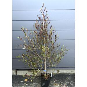 ポップブッシュ プルプレア 約1.5m 特大植木苗木 常緑樹 規格販売