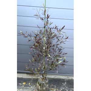 ポップブッシュ プルプレア 約1.5m 特大植木苗木 常緑樹 規格販売