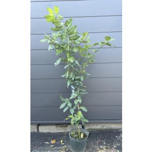 レモンの木 ビアフランカ 約2m 現品発送 特大株 植木苗木大苗 トゲ