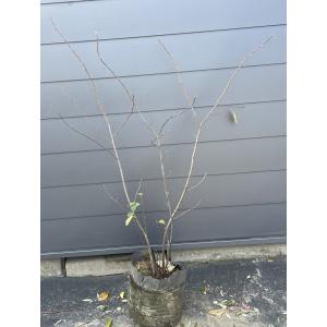 現品発送 ジューンベリー 株立ち 樹高2.0m-2.2m(根鉢含まず）苗木 苗