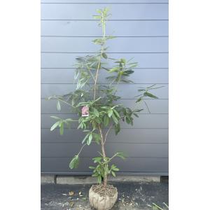 超大苗 西洋シャクナゲ スーパーロディ 約1.7m 現品発送 超特大株 植木苗木