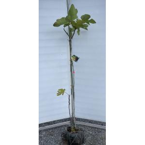 無花果の木。 イチジクの木 ビオレソリエス 7号 樹高0.8m(鉢底から) 黒いちじく