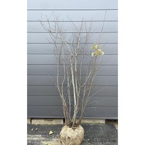 ジューンベリー バレリーナ 株立ち 約2.5m 現品発送 超特大株