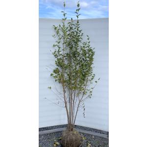 シマトネリコ 株立ち 約2m 大株植木苗木 シンボルツリー 鉢植え