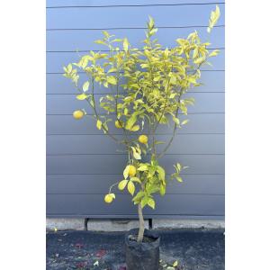 レモンの木 ビアフランカ 約1.7m 特大株苗木 トゲなし檸檬の木