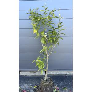 種苗登録レモンの木 璃の香 約100cm 鉢入り 規格販売 植木苗木大苗