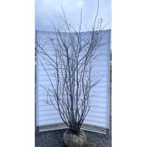 ジューンベリー 15本株立ち 約2.5m 一点物 豪華株 現品発送 特大植木