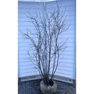 ジューンベリー　株立ち　実付き 楽天市場】【ジューンベリー】株立ち 自然樹形 樹高H≒200 × 枝張W