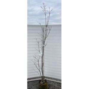 ヤマボウシ 株立ち 約2.5m 現品発送 超特大株 植木苗木大苗 山法師