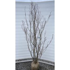 ミツバツツジ 株立ち 約1.9m 現品発送 豪華株 特大株 大苗植木苗木