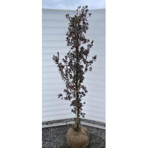 ツゲ 段仕立て 約1.6m 現品発送 一点物 柘植 ツゲの木 大苗 植木 苗木