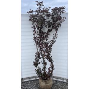 本霧島ツツジ 株立ち 約1.6m 現品発送 豪華株 一点物 大株苗木