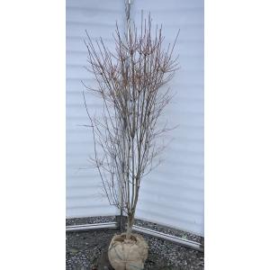 ドウダンツツジ　大株　【品番3332】 ドウダンツツジ 大株 【品番3332】 ドウダンツツジ3～3.5号