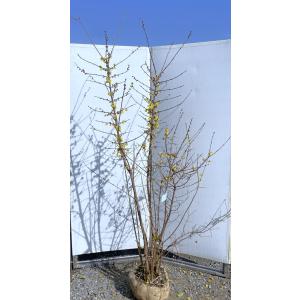 満月ロウバイ 株立ち 約2m 現品発送 超特大株 植木苗木大苗 満月蝋梅