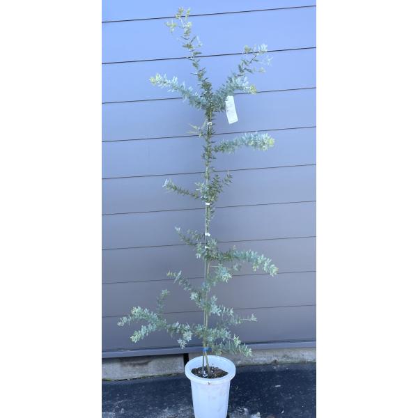 鉢植えミモザアカシア　約1.8ｍ　現品発送　特大株　植木苗木　ギンヨウアカシア　銀葉アカシア　常緑樹...