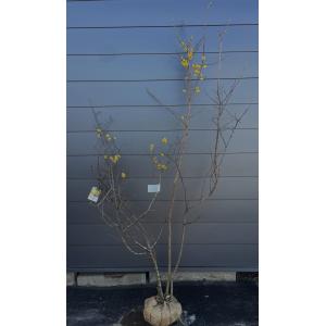 満月ロウバイ 約1.7m 現品発送 超特大株 植木苗木大苗 満月蝋梅 冬に