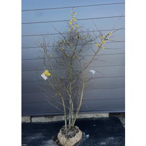 満月ロウバイ 株立ち 約1.8m 現品発送 超特大株 植木苗木大苗 満月