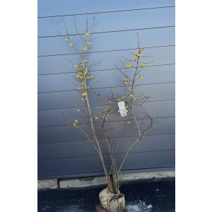 満月ロウバイ 株立ち 約1.8m 現品発送 超特大株 植木苗木大苗 満月