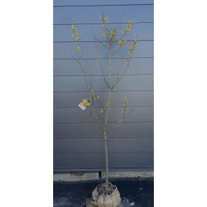 満月ロウバイ 株立ち 約1.8m 現品発送 超特大株 植木苗木大苗 満月