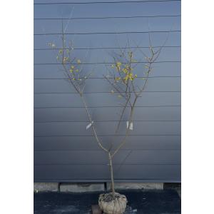 満月ロウバイ 株立ち 約1.8m 現品発送 超特大株 植木苗木大苗 満月