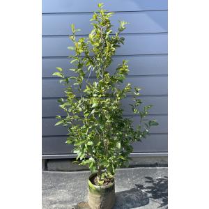 常緑エゴノキ 株立ち 約1.8m 現品発送 トキワエゴ 常緑樹 : 大福樹苗園