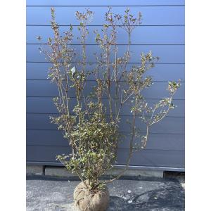 本霧島ツツジ 約1.5m 株立ち 規格販売 特大株 植木 苗木 大苗