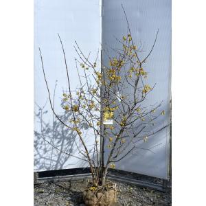 満月ロウバイ 株立ち 約1.7m 現品発送 超特大株 植木苗木大苗 満月