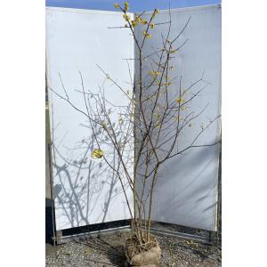 満月ロウバイ 株立ち 約1.7m 現品発送 超特大株 植木苗木大苗 満月