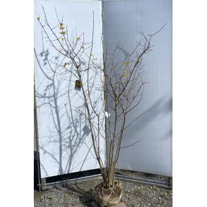 満月ロウバイ 株立ち 約1.8m 現品発送 超特大株 植木苗木大苗 満月