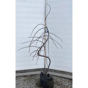 92124769_6