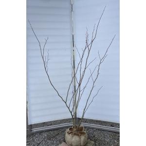 マルバノキ 10本株立ち 2m 現品発送 豪華株 一点物 マルバの木 特大