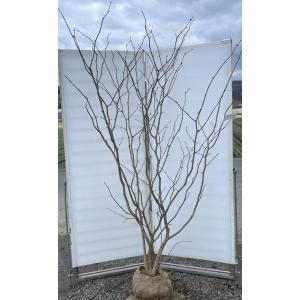 マルバノキ 株立ち 2.2m 現品発送 マルバの木 超特大株 植木 苗木